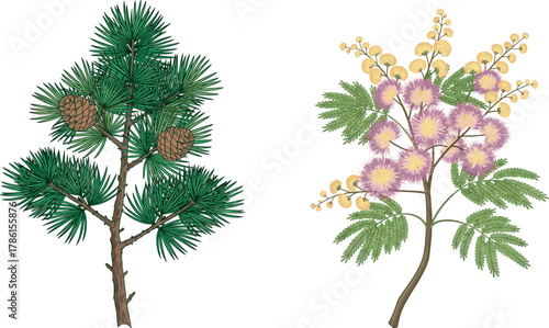 Pine tree branch, mimosa flower branch, botanical illustration, needle leaves, pink blossoms, nature contrast, plant species, educational art, coniferous foliage, flowering plant, seasonal flora