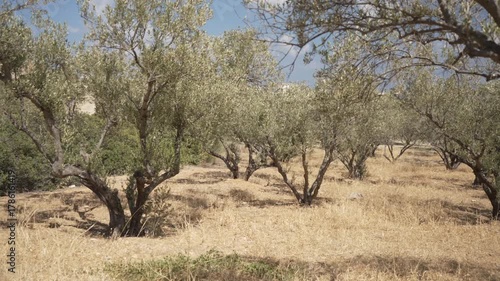 View of olive trees near Piskopiano village on a sunny day, Piskopiano, Crete, Greek Islands, Greece, Europe