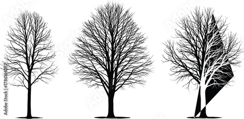 Cad drawing flat vector illustration, leafless tree silhouettes, winter season concept, botanical structure study, nature design, artistic bare tree composition