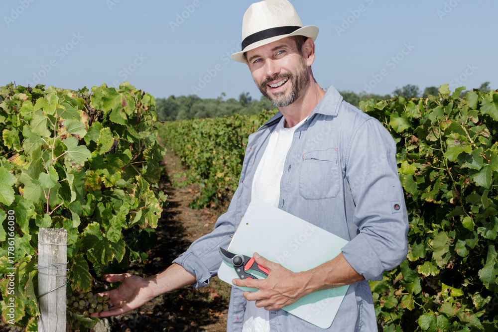 Fototapeta premium cheerful smiling male vintner looking on clusters of grape outdoors