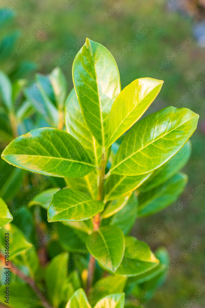 Obraz premium Close-up of glossy green leaves of Prunus laurocerasus, an evergreen shrub commonly used for hedges.
