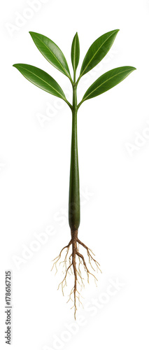 Black mangrove seedling featuring slender leaves and delicate, wiry roots.