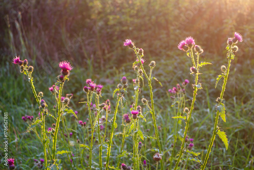 Fotografie Vibrant thistles bathed in a warm golden hour glow, showcasing nature's untamed