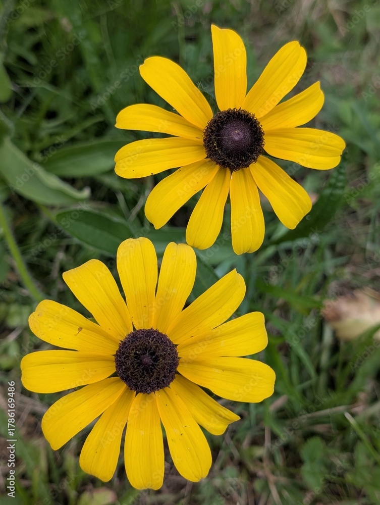 Fototapeta premium Close up on yellow daisies on blurry background