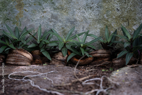 Labisia Pumila (Kacip Fatimah Plants) Growing in Thai Style Pots