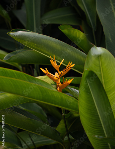 Exotic Orange Heliconia Bloom (bird of paradise) Emerging from Dense Green Jungle Leaves. 
