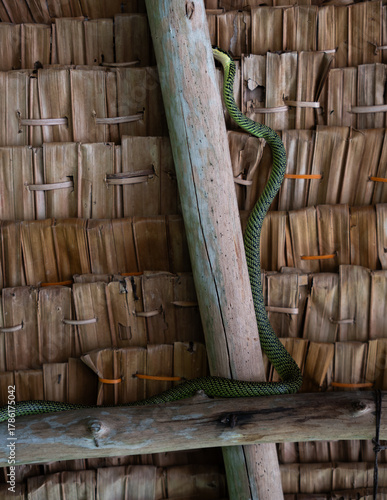 Spotted Bush Snake (Philothalamnus semivariegatus) Climbing Bamboo Tree house 