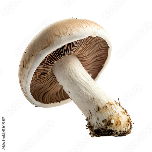 mushrooms ,isolated on transparent png