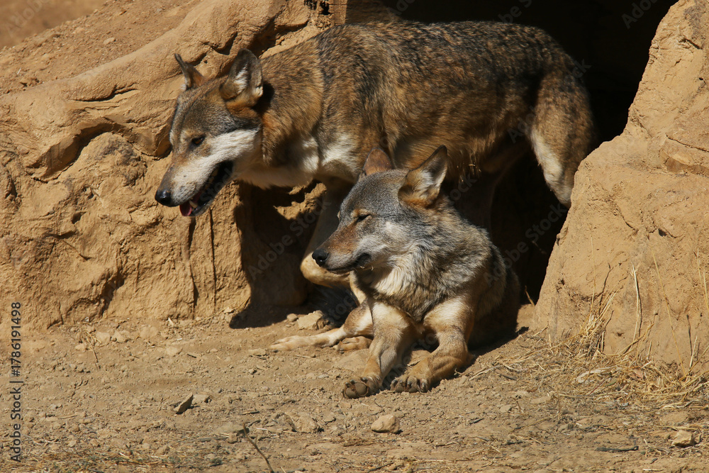 Fototapeta premium Couple of Wolves wild animal in the nature 
