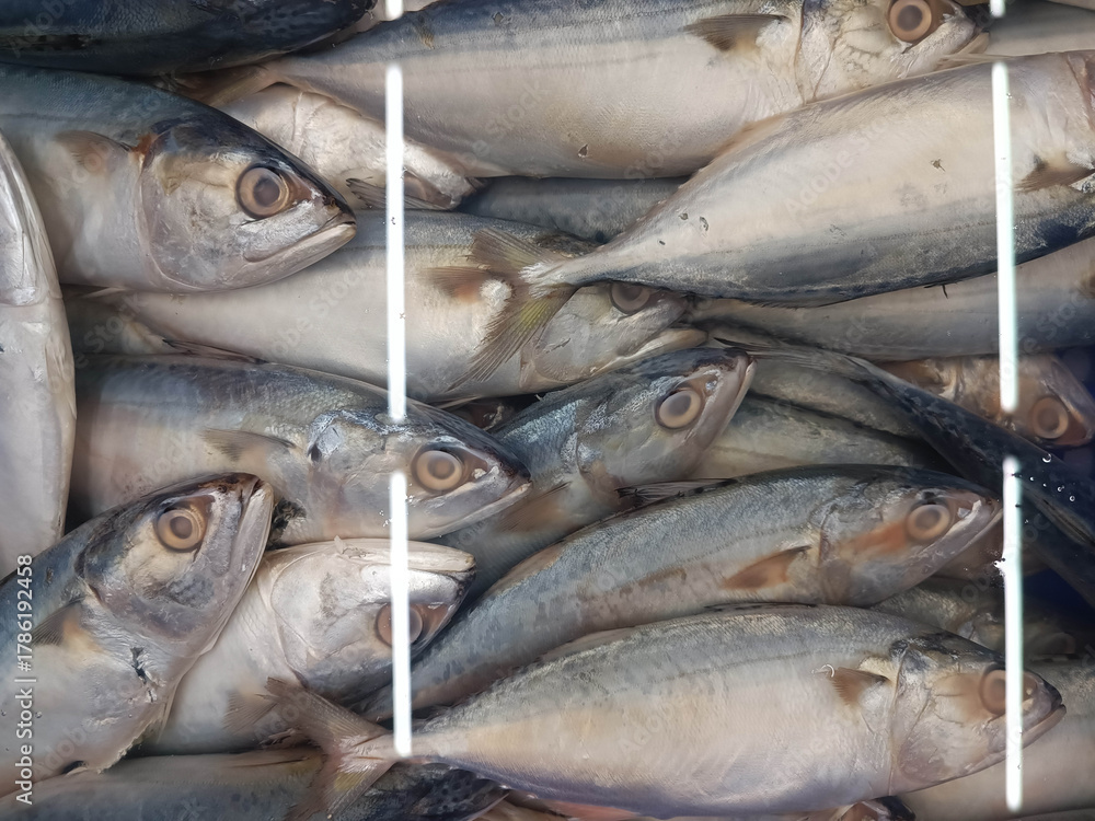 Fototapeta premium Mackerel in very cold water