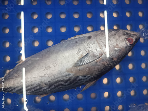 Mackerel in very cold water