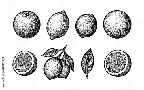 Vintage hand-drawn citrus fruit collection with lemons and oranges