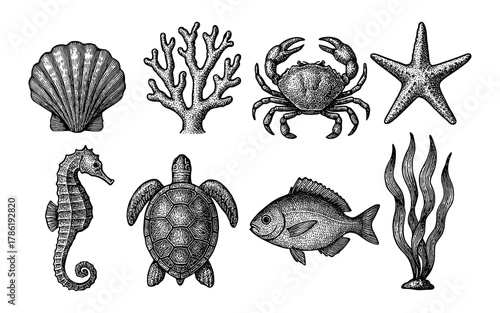 Hand drawn marine life collection: intricate ocean creatures with vintage style