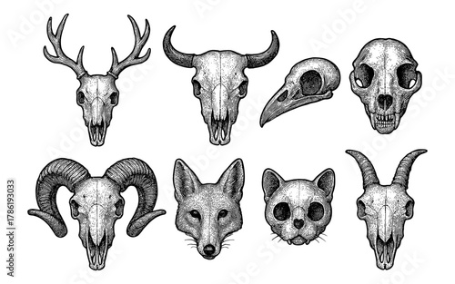 Detailed animal skull art collection featuring various species