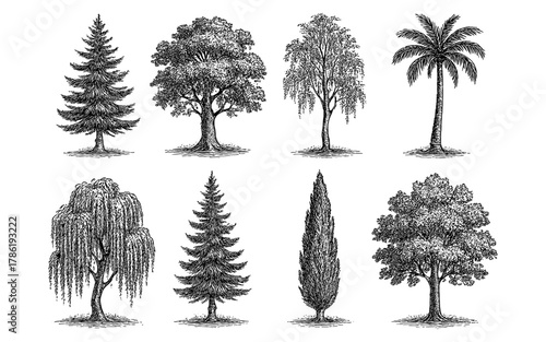 Detailed ink drawings of various tree types in classic engraving style