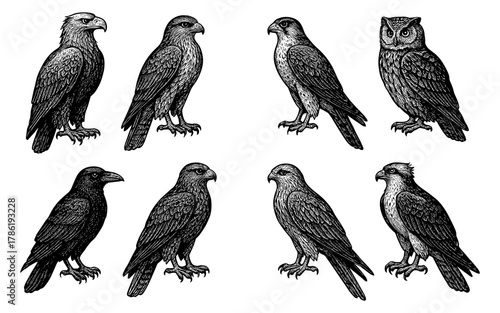 Detailed engraving of various birds of prey in monochrome style