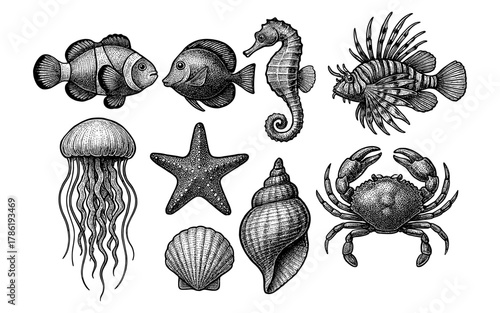 Detailed engravings of marine life with fish, shells, and sea creatures
