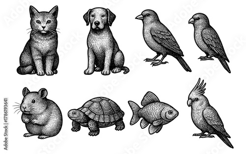 Vintage animal etching style: cat, dog, birds, hamster, turtle, fish, cockatoo