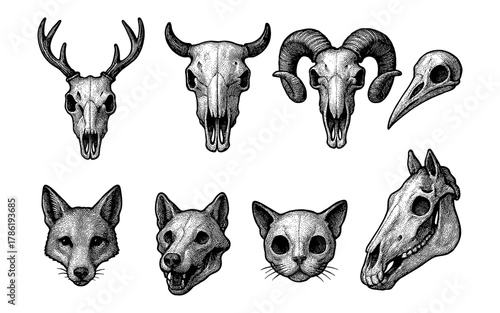 Hand-drawn animal skulls featuring antlers, horns, and more