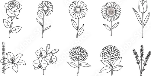 Collection of 10 Hand Drawn Floral Illustrations Including Rose, Sunflower, Tulip, Lily, Orchid, Hydrangea, Daisy and Lavender