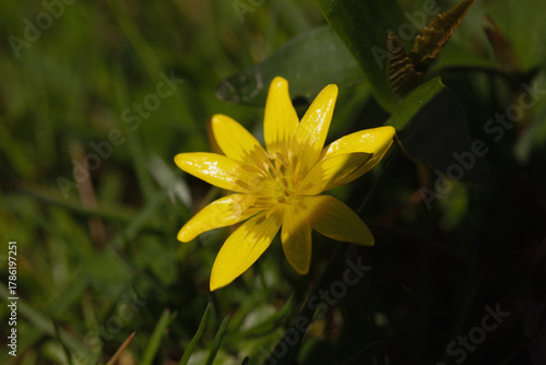 Wärmende Sonne bringt das Scharbockskraut zum erblühen