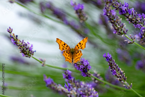 Lavendel ist eine begehrte Blüte bei Schmetterling
