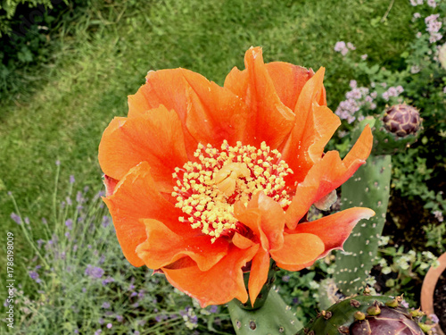 Weit geöffnete Blüte des Feigenkaktus zeigt den Blütenstempel
