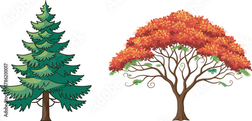Evergreen pine tree beside vibrant autumn deciduous tree, showcasing seasonal foliage contrast, botanical diversity, perfect for nature, landscaping, education, garden design, and environmental