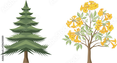 Evergreen pine tree with cones beside vibrant yellow flowering deciduous tree, showcasing seasonal contrast, botanical diversity, perfect for nature, landscaping, education, garden design, and tree 