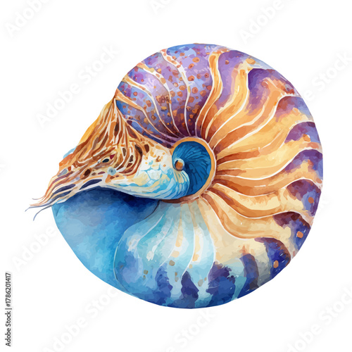 Nautilus, watercolor painting, vector illustration, isolated on a white background.