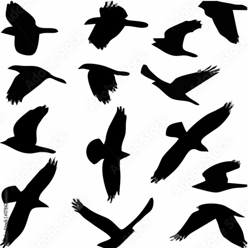 Crow and Raven Silhouettes Ve...