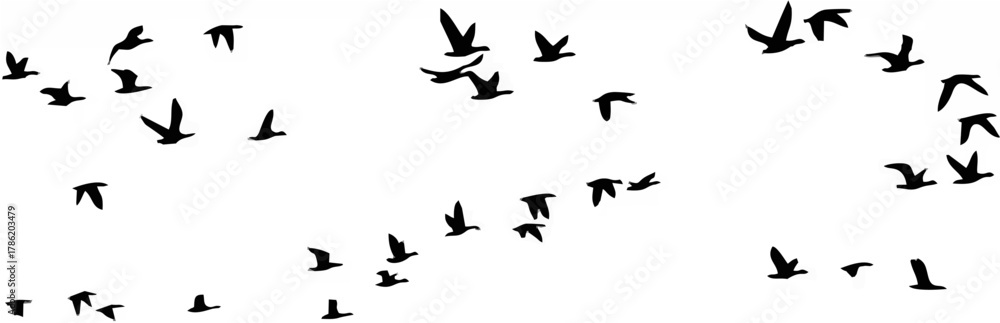 Obraz premium Flight of birds Vector.eps