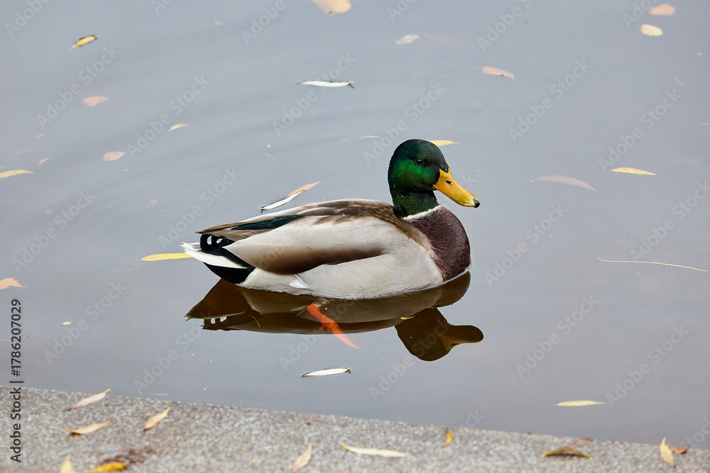 Obraz premium Male mallard duck swimming on calm water in autumn. Close-up view of a male mallard duck swimming on calm water with autumn leaves floating around