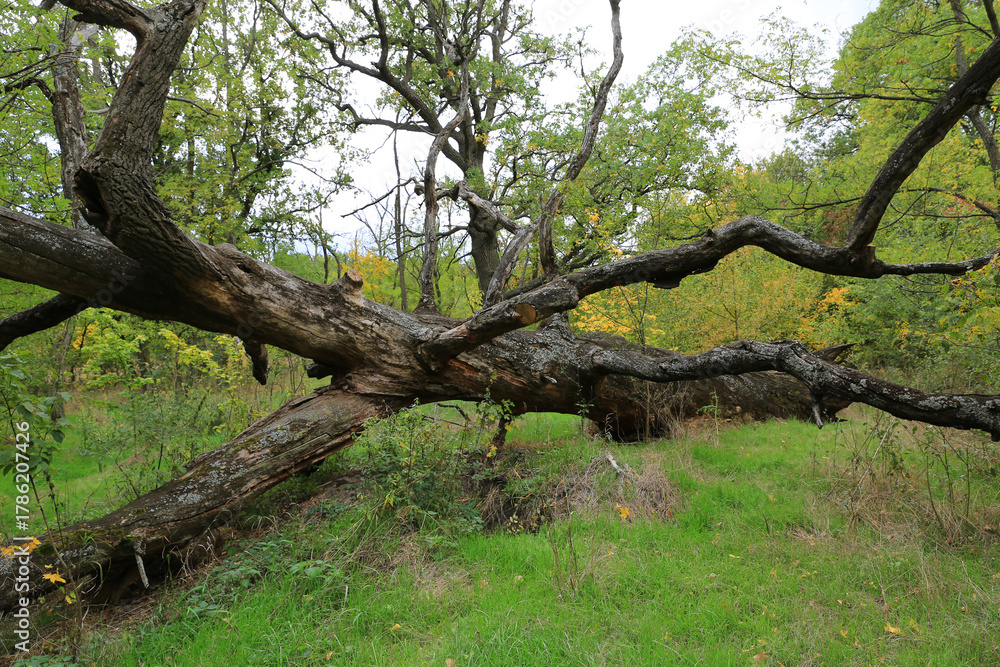 Obraz premium big dead tree in forest