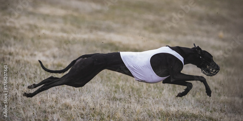 Fotografie Black greyhound sprinting on field during lure coursing competition