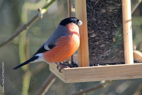 Gimpel an einem Vogelhäuschen