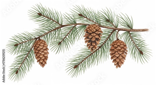 Pine branch with cones and green needles on white background  