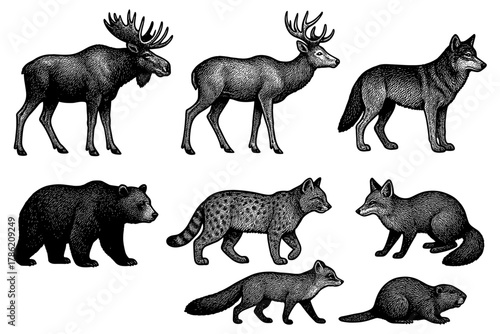 Intricate engraved wild animals collection in black and white