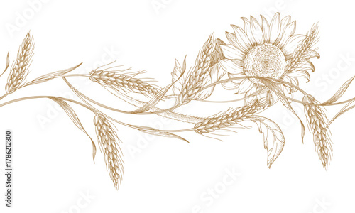 Seamless border of wheat and sunflower. Vector ink styled handmade illustration. For packaging design, cards, cover, prints, product labels and fabric.