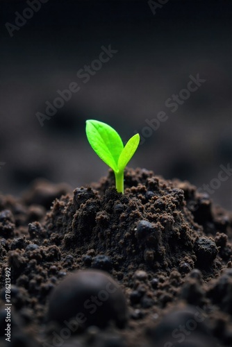 Single small seedling emerging from a mound of dark, moist soil, macro shot A macro, close up shot of a single, tiny green seedling just beginning to emerge from a mound of rich, dark, moist soil. The
