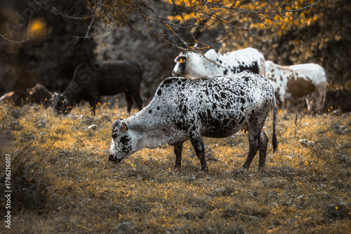 Indian cows on a meadow in autumn