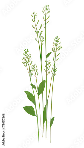 Wallpaper Mural PNG Flat vector of green grass plant illustration herbal. Torontodigital.ca