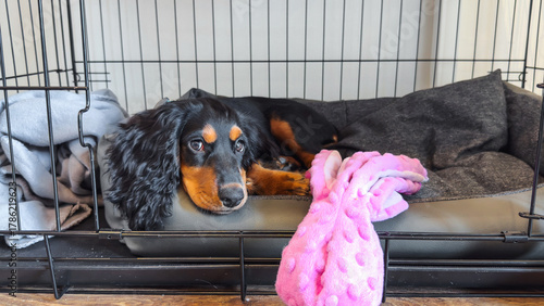 Russian hunting spaniel puppy with black and tan fur lying in a soft bed inside a metal crate with a pink plush toy. Concept of pet rest, comfort, safety, and responsible dog care at home