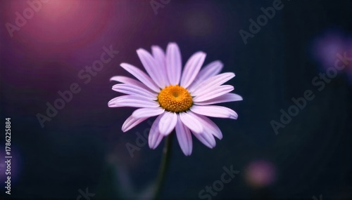 Abstract Daisy Texture with Subtle Gerber Influence A hyper realistic macro photograph of a single daisy s petals. The lighting is soft and diffused, creating a painterly effect. Focus is sharp on the