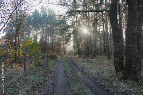 Mglisty poranek w sosnowym, wysokim lesie. Między drzewami znajduje się leśna droga. Wschodzące słońce oświetla unoszącą się nad drogą mgłę, tworząc malownicze smugi.