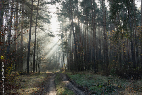 Mglisty poranek w sosnowym, wysokim lesie. Między drzewami znajduje się leśna droga. Wschodzące słońce oświetla unoszącą się nad drogą mgłę, tworząc malownicze smugi.