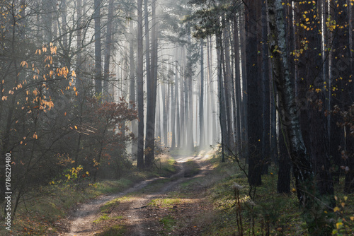 Mglisty poranek w sosnowym, wysokim lesie. Między drzewami znajduje się leśna droga. Wschodzące słońce oświetla unoszącą się nad drogą mgłę, tworząc malownicze smugi.