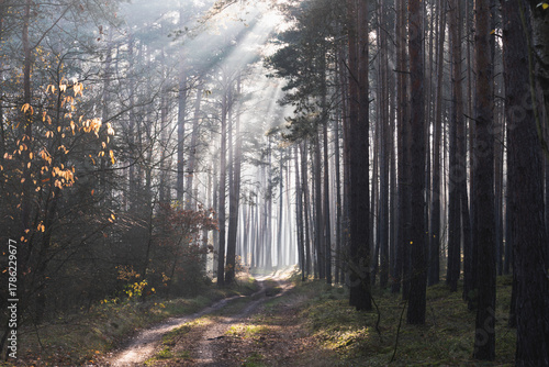 Mglisty poranek w sosnowym, wysokim lesie. Między drzewami znajduje się leśna droga. Wschodzące słońce oświetla unoszącą się nad drogą mgłę, tworząc malownicze smugi.