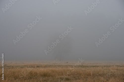 Listopadowy poranek. Płaski teren, łąka pokryta suchą trawą. Nad ziemią unosi się gęsta mgła. We mgle widać niewyraźnie samotne, bezlistne drzewo.