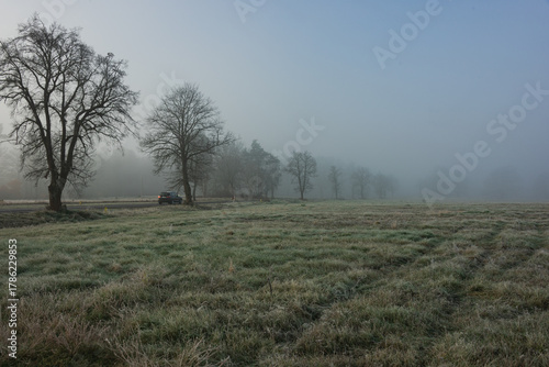 Listopadowy poranek. Ziemia pokryta jest suchą trawą. Z lewej strony widać rząd bezlistnycjh drzew rosnących wzdłuż asfaltowej drogi. Drzewa nikną w miarę ogległości w unoszącej się nad ziemią mgłą.